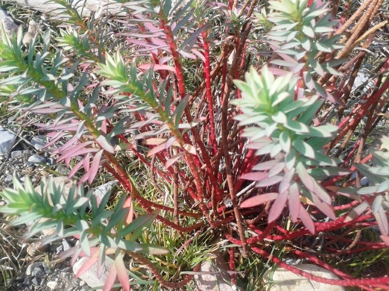 Euphorbia bupleuroides photo 3