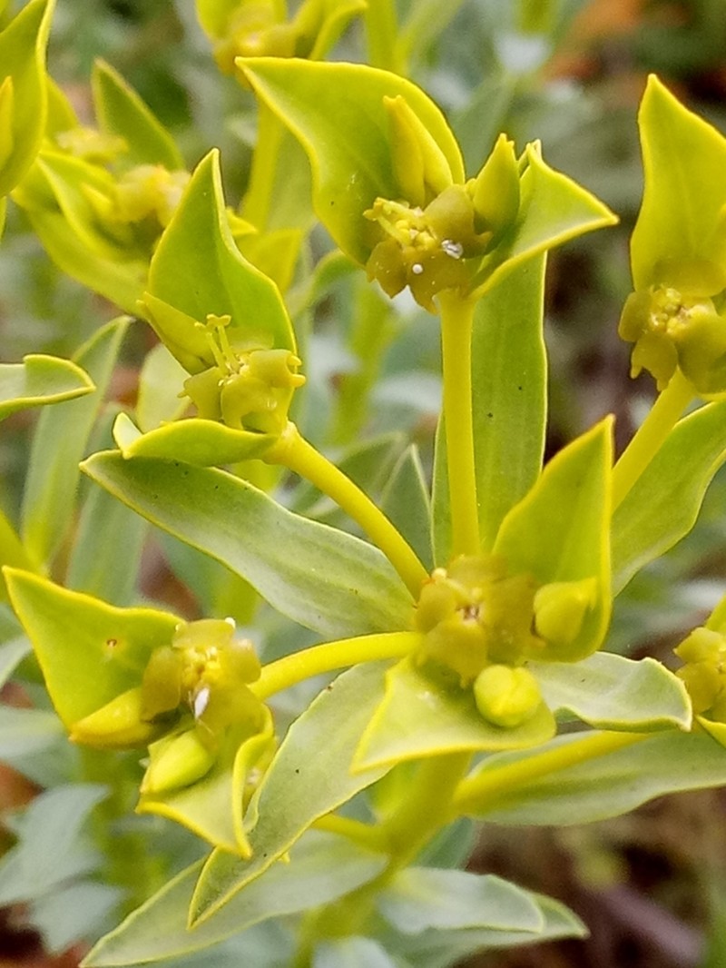 Euphorbia bupleuroides photo 5
