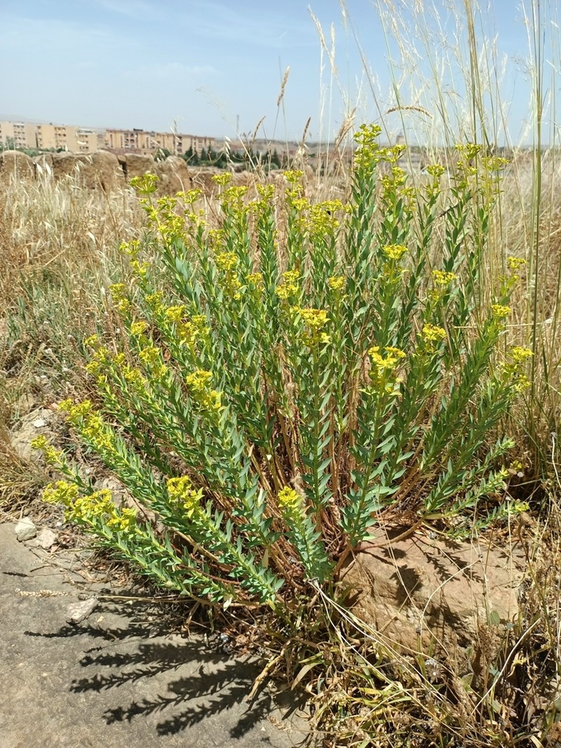 Euphorbia bupleuroides photo 6