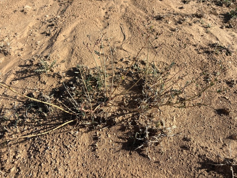 Euphorbia bupleuroides photo 8