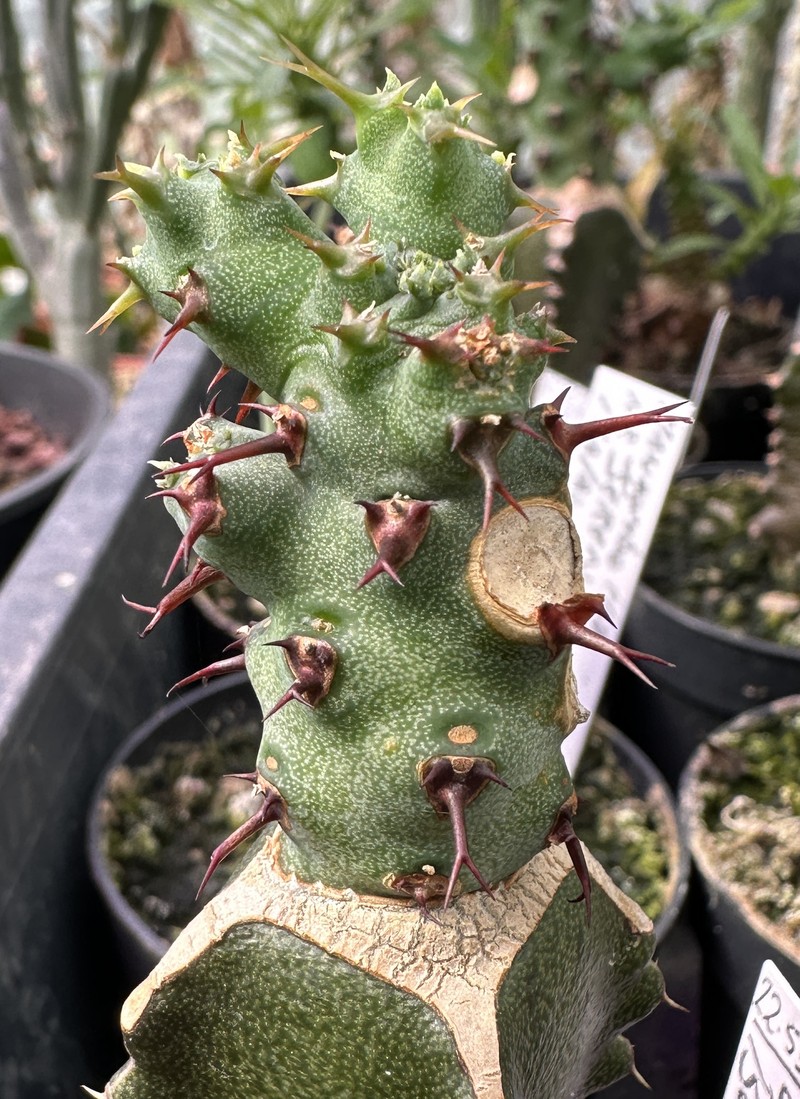 Euphorbia buqensis