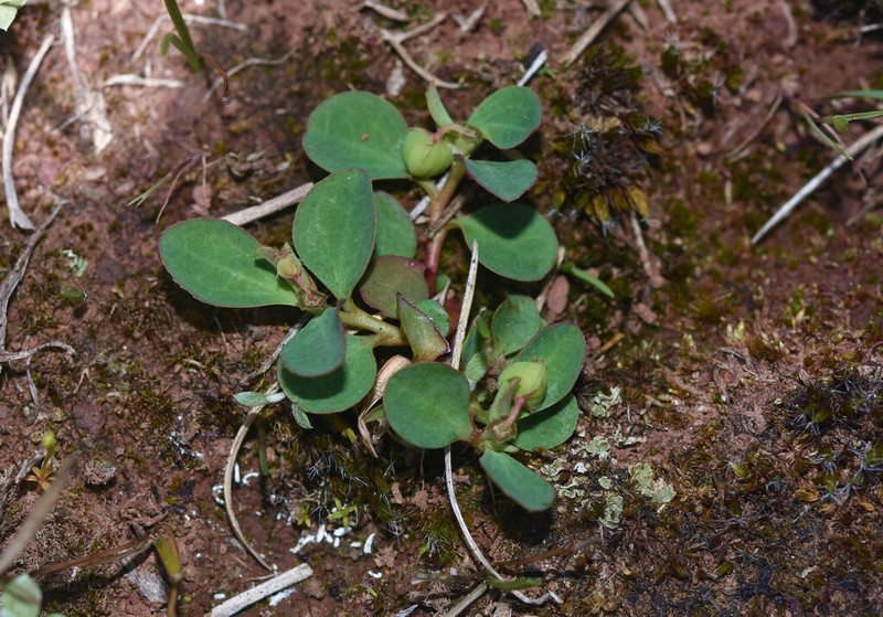 Euphorbia burkartii photo 3