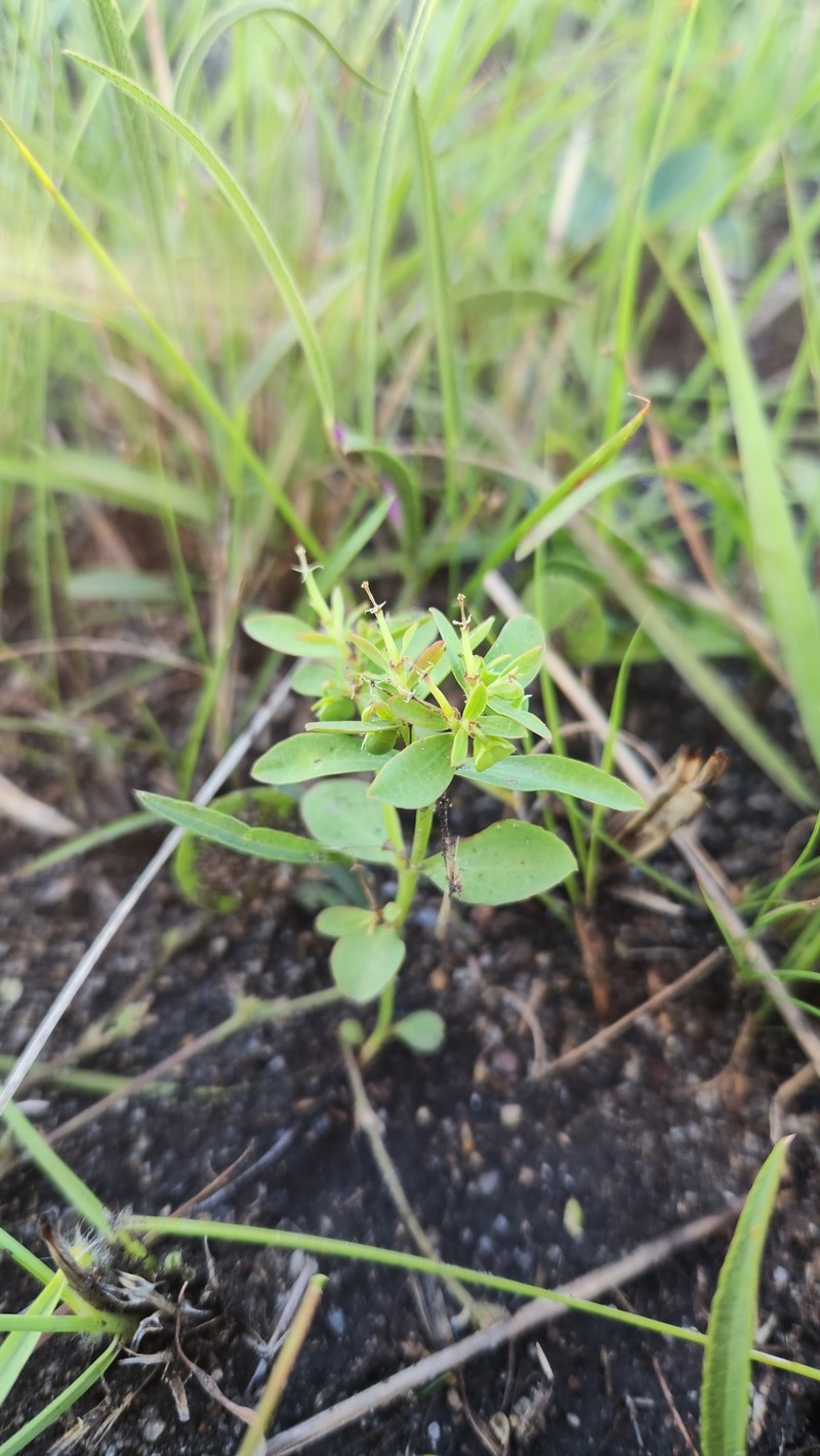 Euphorbia burkartii photo 4