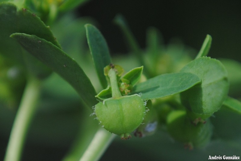 Euphorbia burkartii