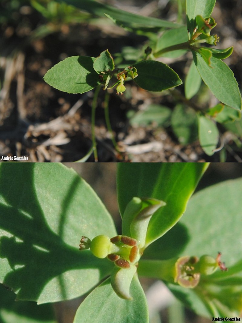 Euphorbia burkartii photo 6