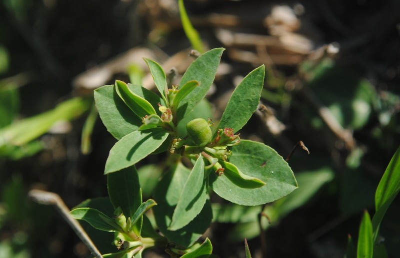 Euphorbia burkartii photo 8