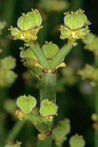 Euphorbia burmanni