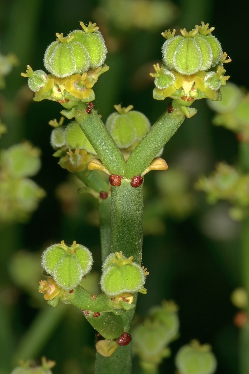 Euphorbia burmanni