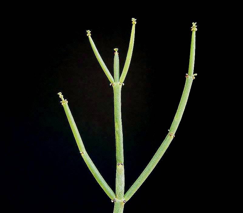 Euphorbia burmanni photo 2