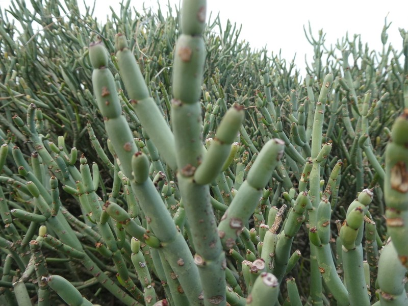 Euphorbia burmanni photo 3
