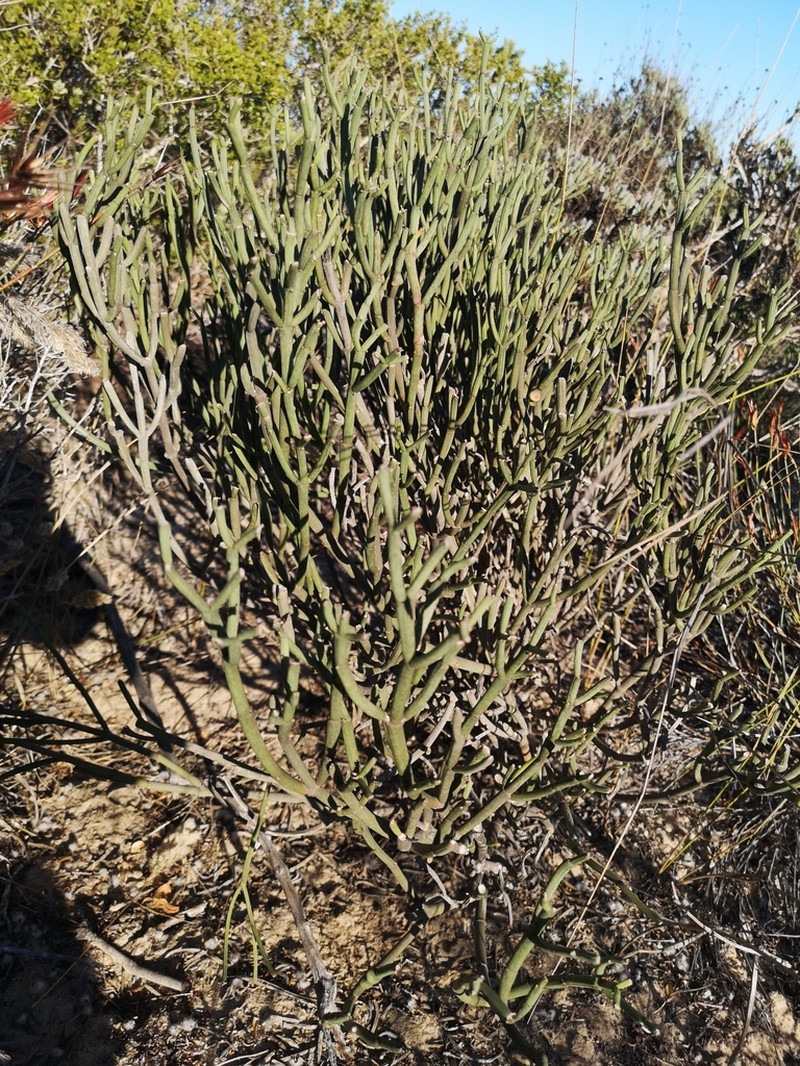 Euphorbia burmanni photo 4