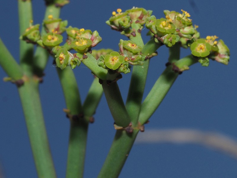 Euphorbia burmanni photo 5