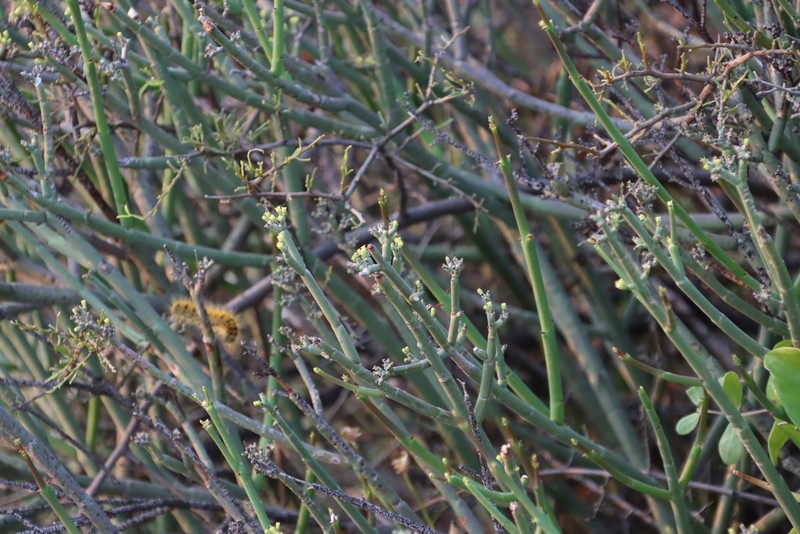 Euphorbia burmanni photo 6