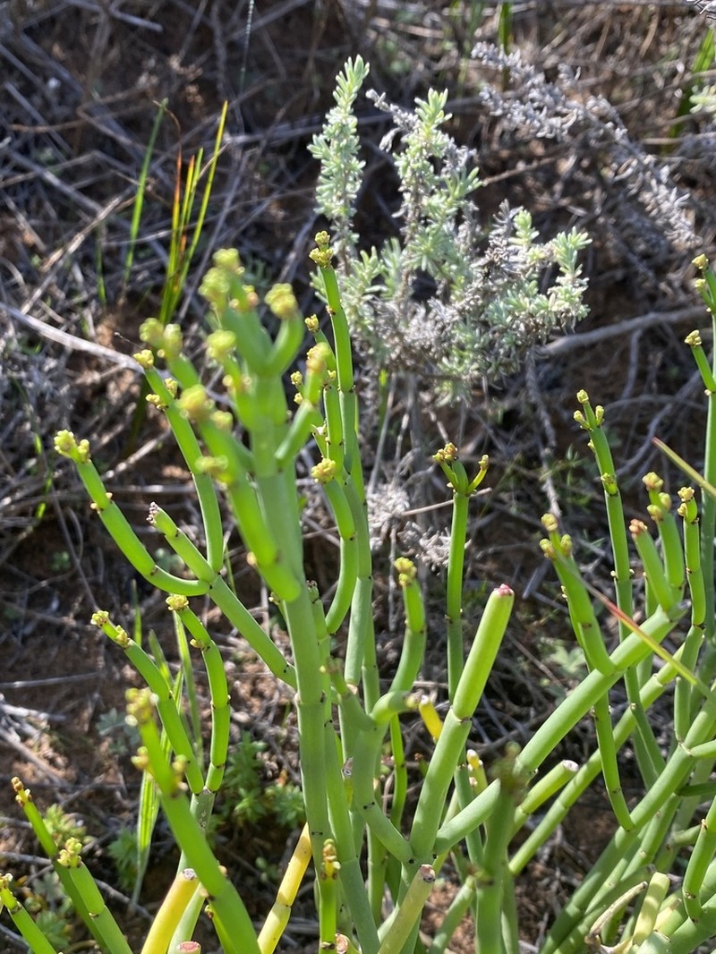 Euphorbia burmanni photo 7