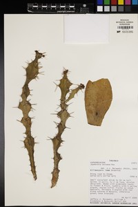 Euphorbia buruana