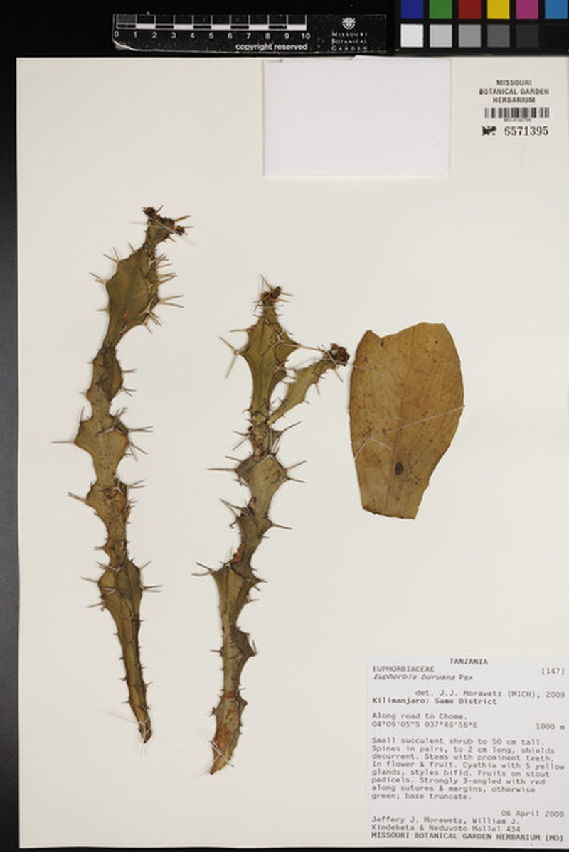Euphorbia buruana