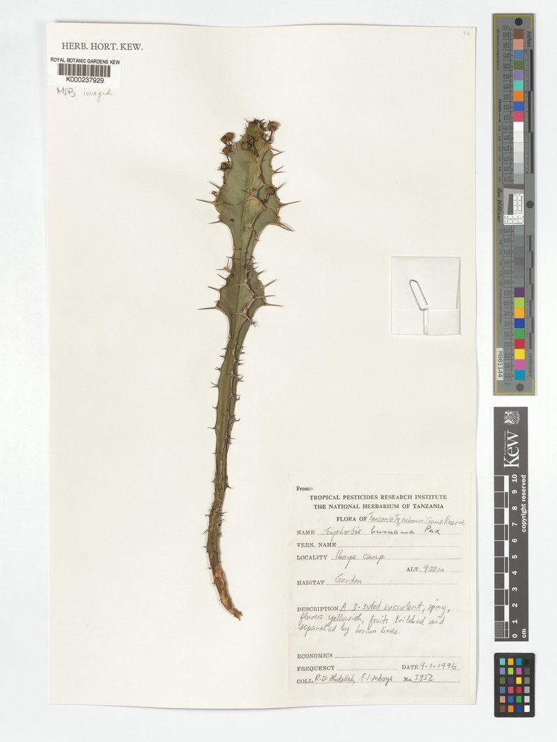 Euphorbia buruana photo 3