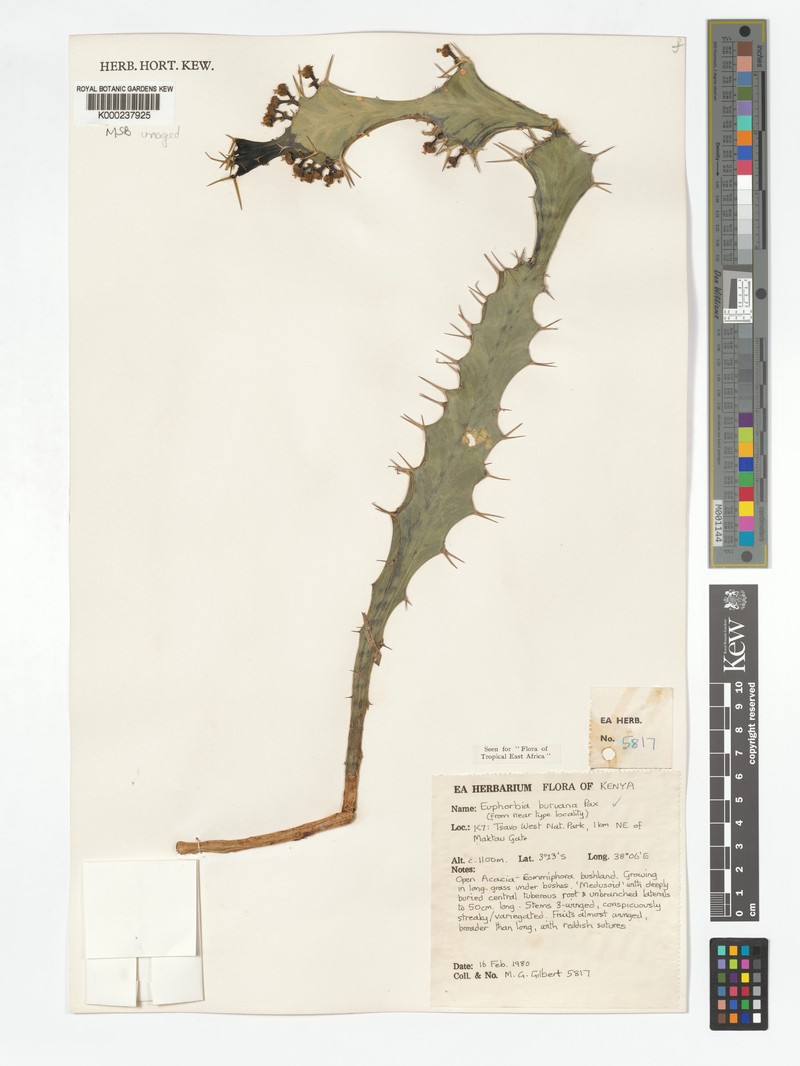 Euphorbia buruana photo 5