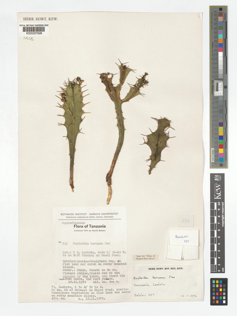 Euphorbia buruana photo 6