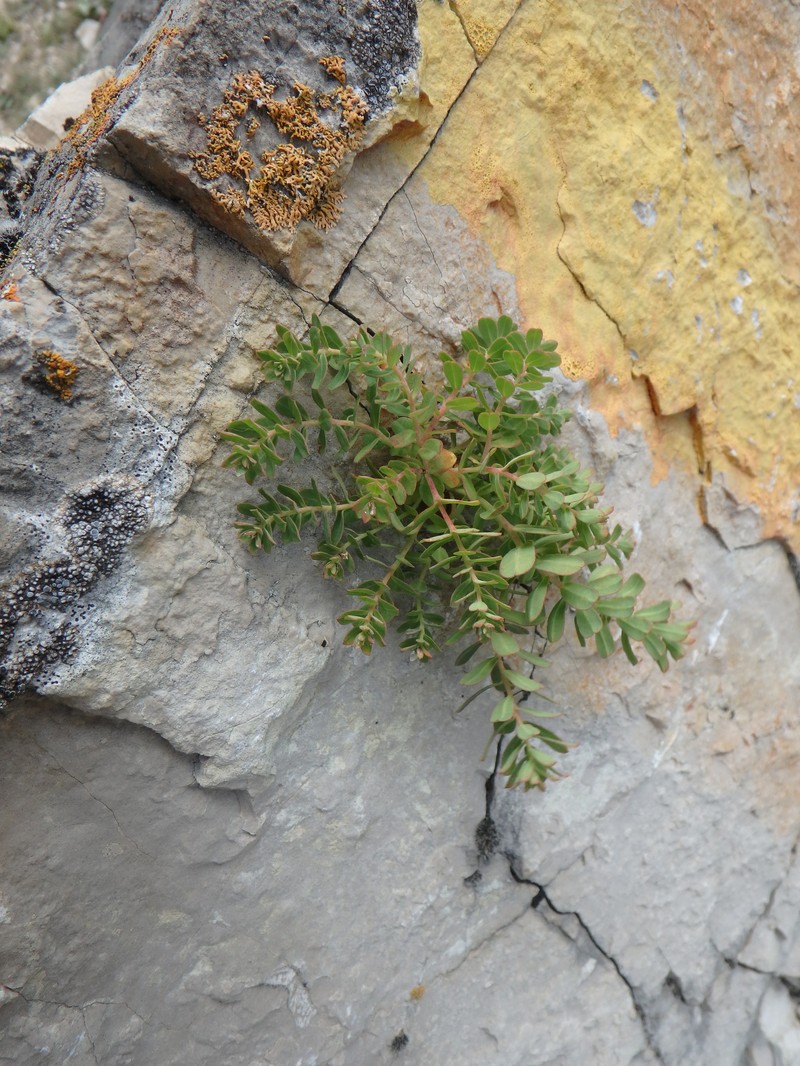 Euphorbia buschiana photo 3