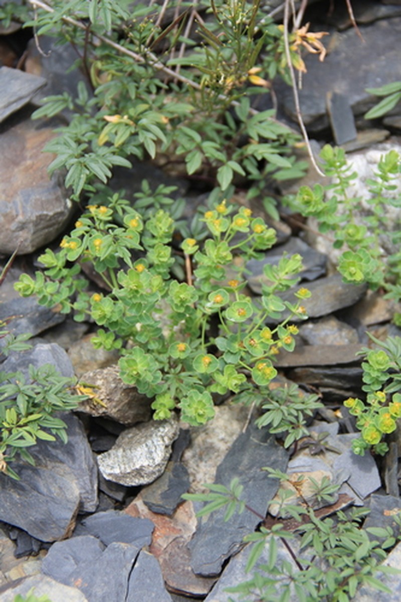Euphorbia buschiana photo 4