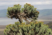 Euphorbia bussei