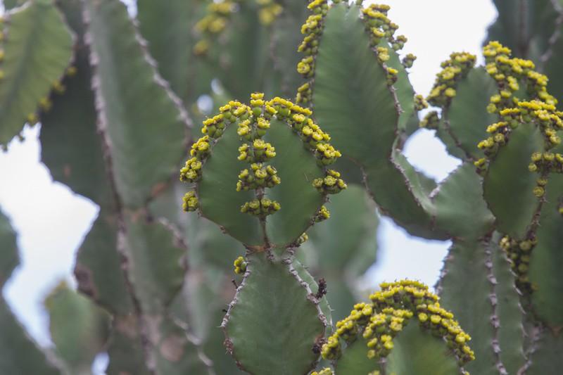 Euphorbia bussei photo 2