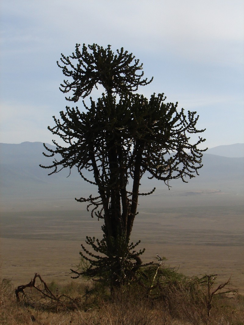 Euphorbia bussei photo 3