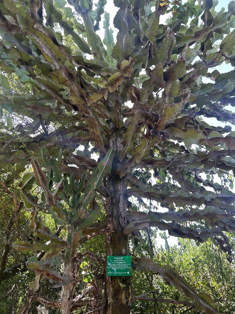 Euphorbia bussei photo 5