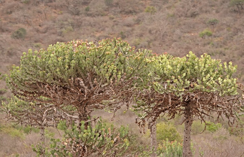 Euphorbia bussei photo 6