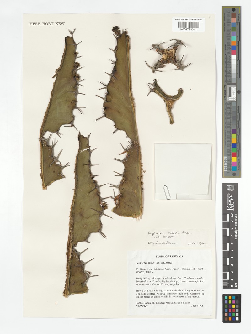 Euphorbia bussei var. bussei