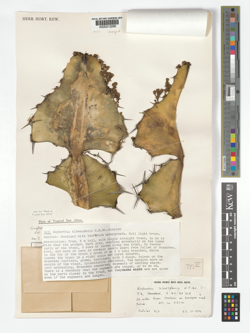 Euphorbia bussei var. bussei photo 2