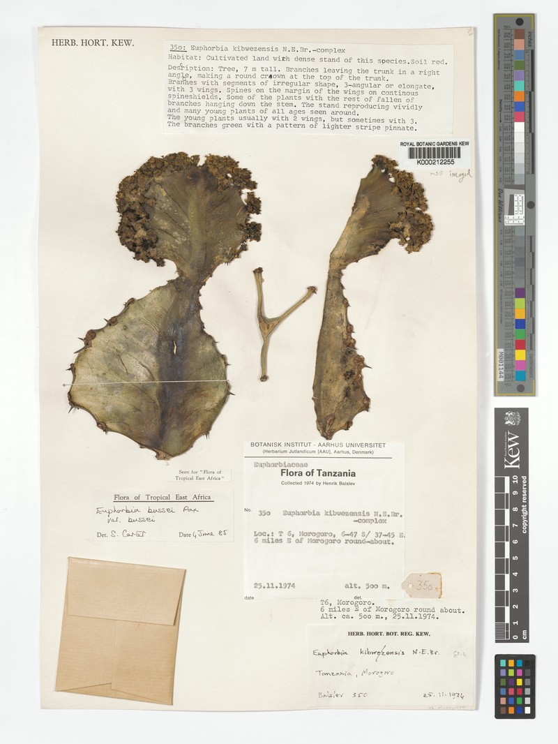 Euphorbia bussei var. bussei photo 3