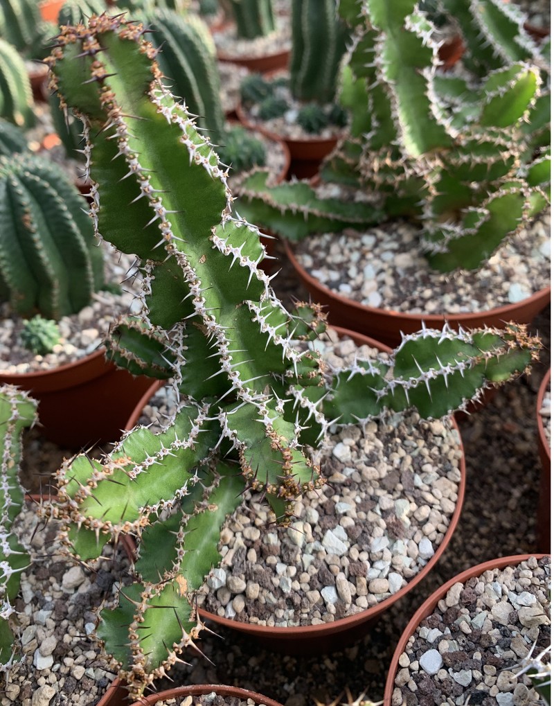 Euphorbia bussei var. kibwezensis