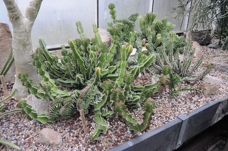 Euphorbia bussei var. kibwezensis photo 2