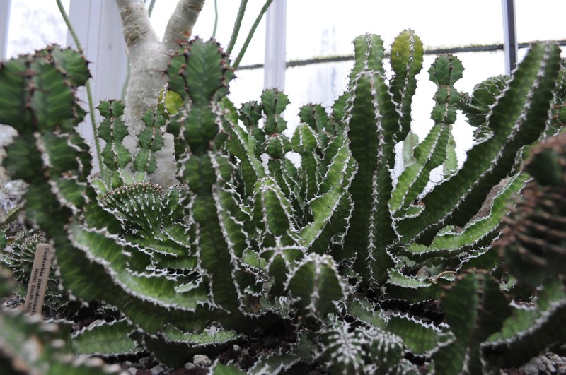 Euphorbia bussei var. kibwezensis photo 3