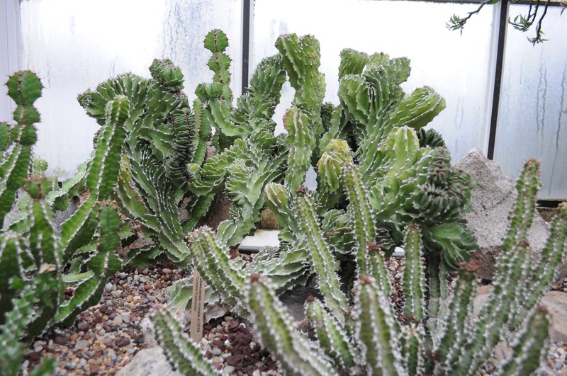 Euphorbia bussei var. kibwezensis photo 4