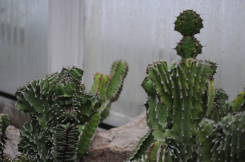 Euphorbia bussei var. kibwezensis photo 5