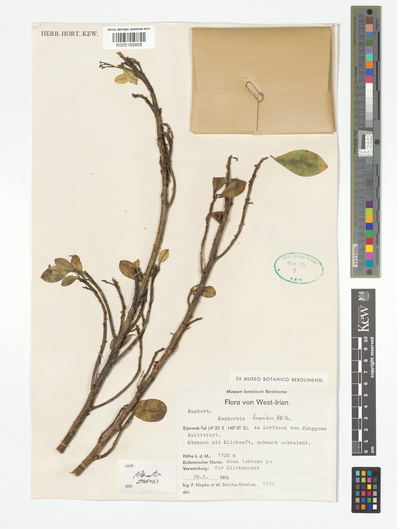 Euphorbia buxoides