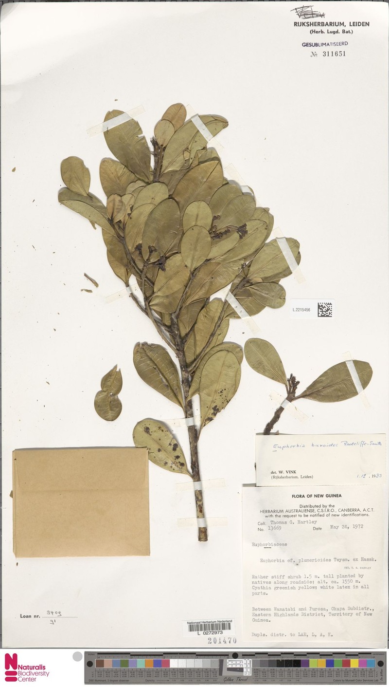 Euphorbia buxoides photo 2