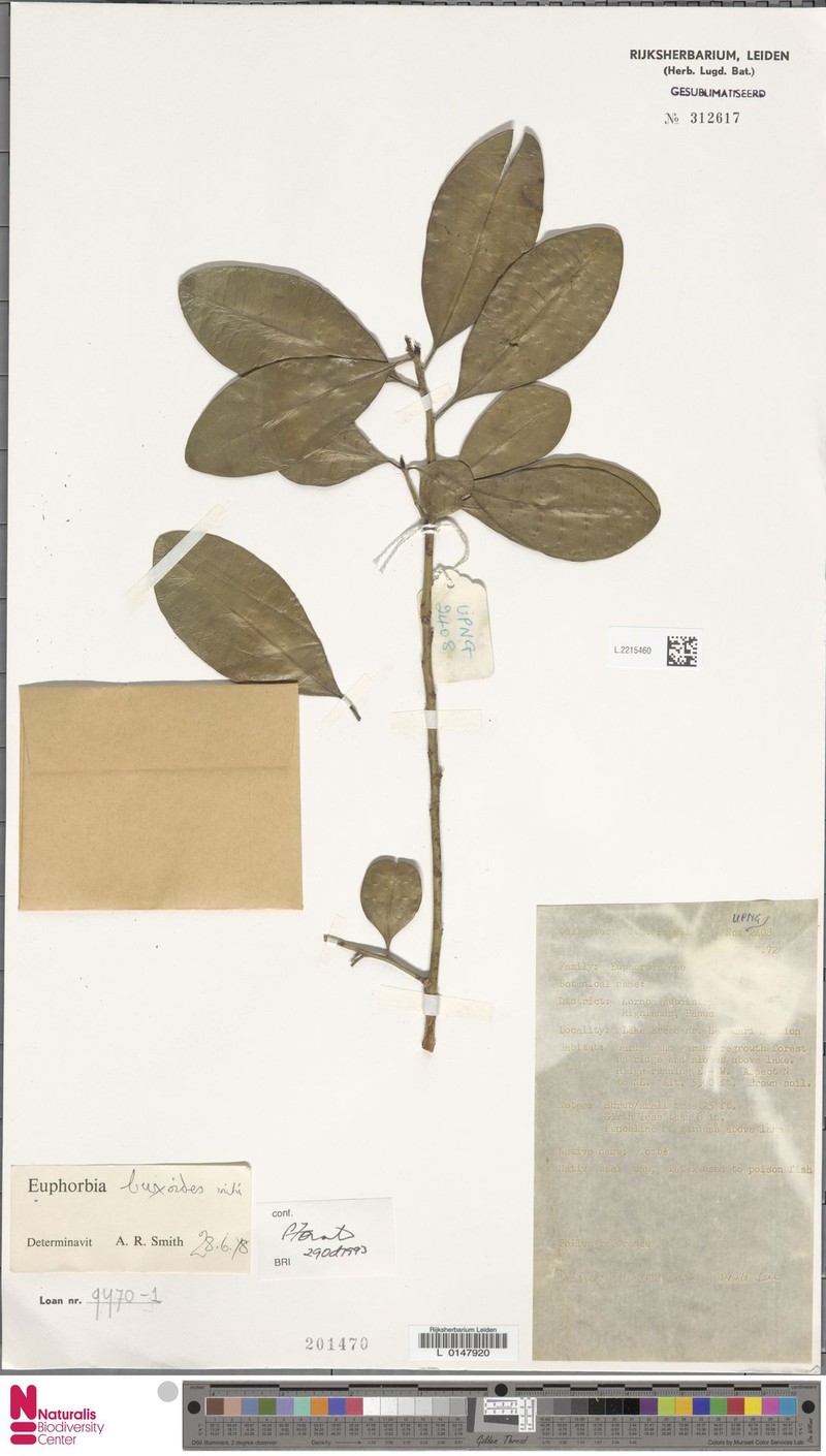 Euphorbia buxoides photo 3