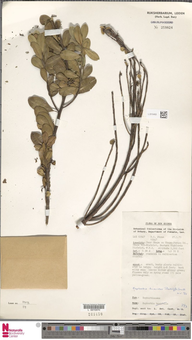 Euphorbia buxoides photo 4