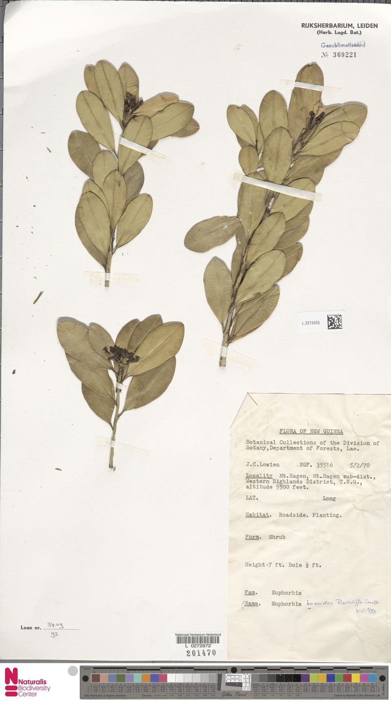 Euphorbia buxoides photo 5