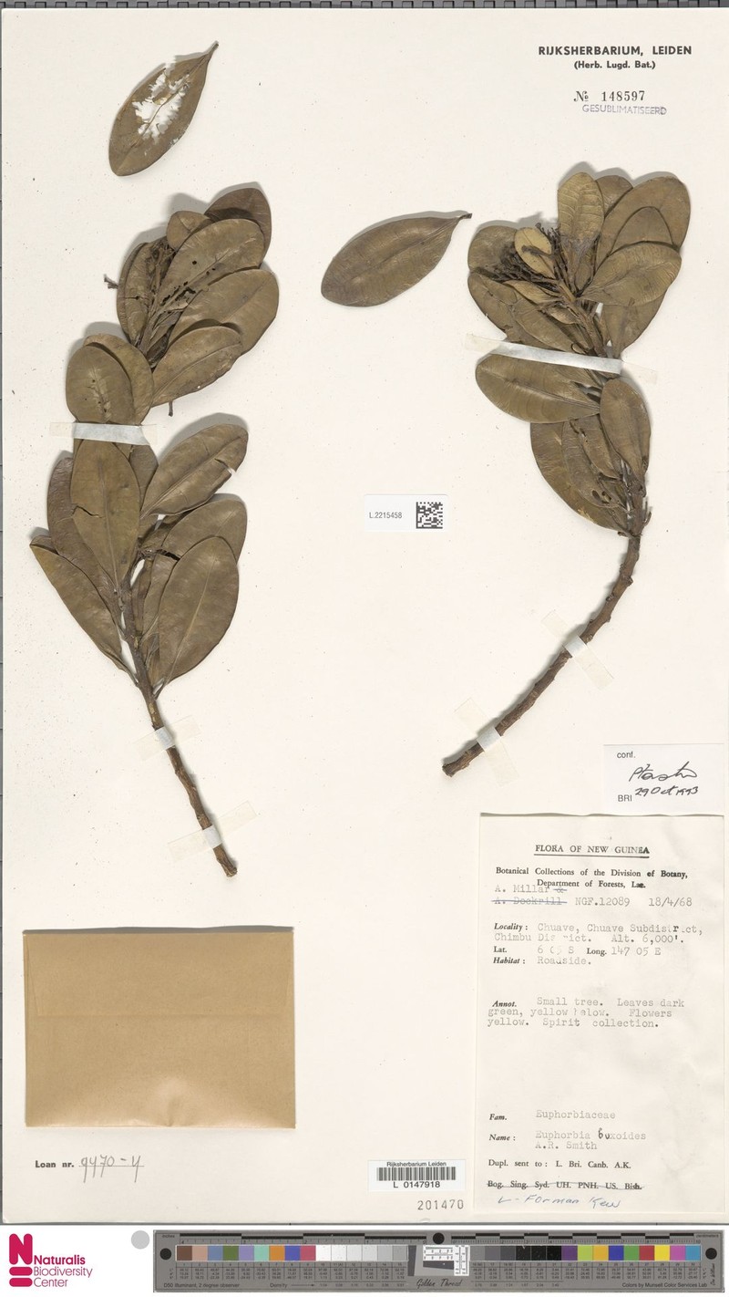 Euphorbia buxoides photo 6
