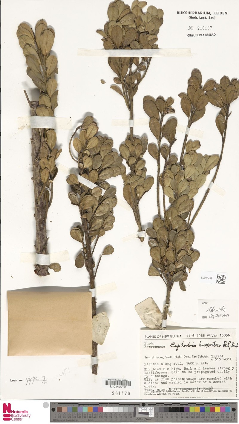 Euphorbia buxoides photo 7