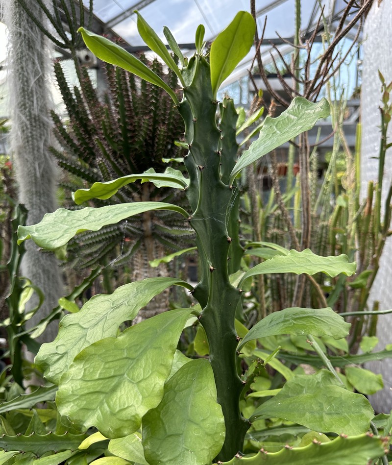 Euphorbia bwambensis