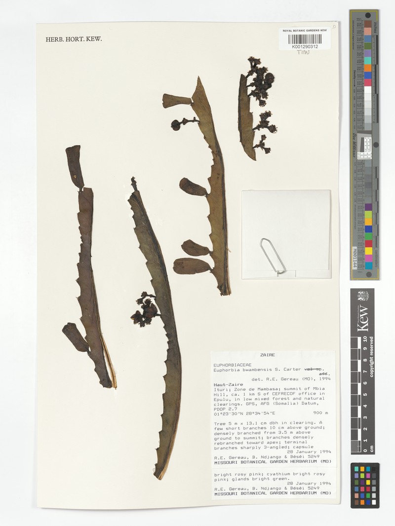 Euphorbia bwambensis photo 3