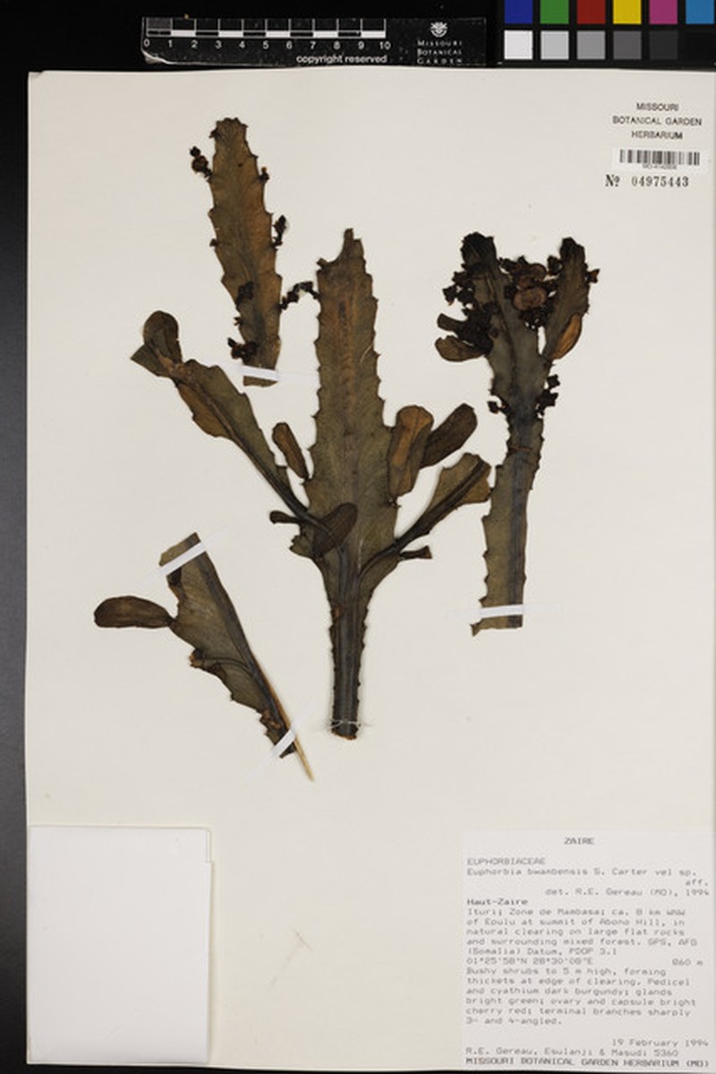 Euphorbia bwambensis photo 5