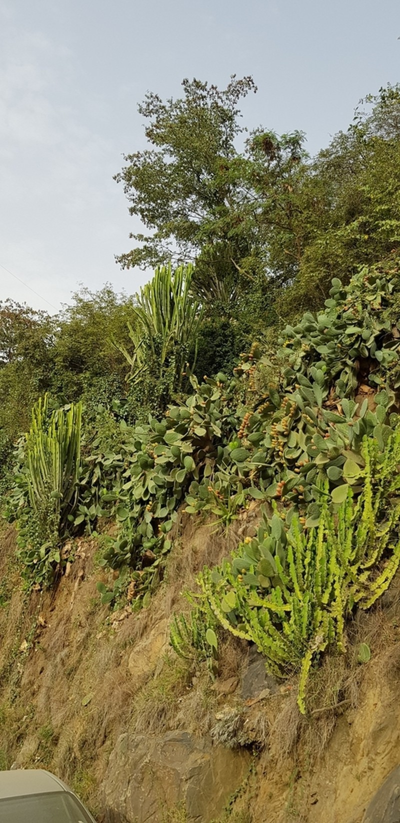 Euphorbia cactus photo 2
