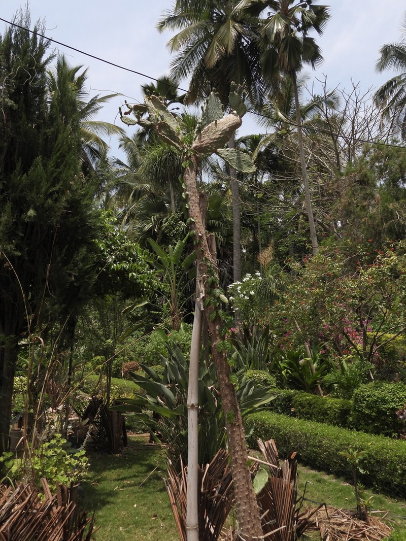 Euphorbia cactus photo 3